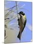 Golden Backed Honeyeater-null-Mounted Photographic Print