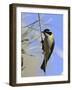 Golden Backed Honeyeater-null-Framed Photographic Print