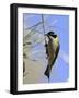 Golden Backed Honeyeater-null-Framed Photographic Print