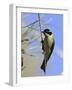 Golden Backed Honeyeater-null-Framed Photographic Print