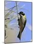 Golden Backed Honeyeater-null-Mounted Photographic Print