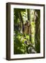 Golden Bamboo Lemur (Hapalemur Aureus) Male Eating Bamboo-Shoot-Konrad Wothe-Framed Photographic Print