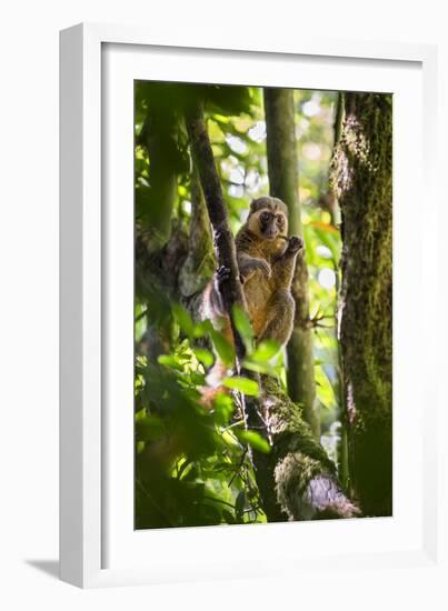 Golden Bamboo Lemur (Hapalemur Aureus) Male Eating Bamboo-Shoot-Konrad Wothe-Framed Photographic Print