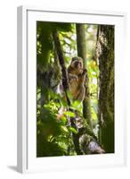 Golden Bamboo Lemur (Hapalemur Aureus) Male Eating Bamboo-Shoot-Konrad Wothe-Framed Photographic Print