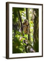 Golden Bamboo Lemur (Hapalemur Aureus) Male Eating Bamboo-Shoot-Konrad Wothe-Framed Photographic Print