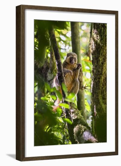 Golden Bamboo Lemur (Hapalemur Aureus) Male Eating Bamboo-Shoot-Konrad Wothe-Framed Photographic Print