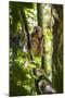 Golden Bamboo Lemur (Hapalemur Aureus) Male Eating Bamboo-Shoot-Konrad Wothe-Mounted Photographic Print