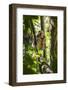 Golden Bamboo Lemur (Hapalemur Aureus) Male Eating Bamboo-Shoot-Konrad Wothe-Framed Photographic Print