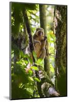 Golden Bamboo Lemur (Hapalemur Aureus) Male Eating Bamboo-Shoot-Konrad Wothe-Mounted Photographic Print