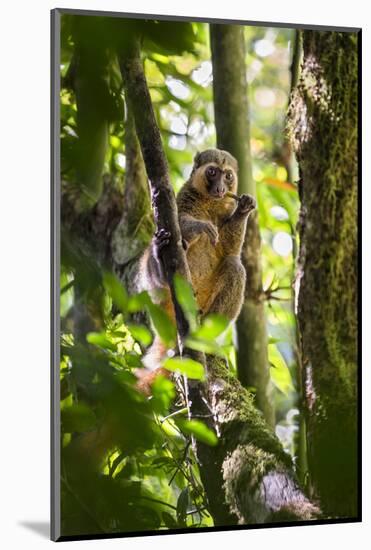 Golden Bamboo Lemur (Hapalemur Aureus) Male Eating Bamboo-Shoot-Konrad Wothe-Mounted Photographic Print