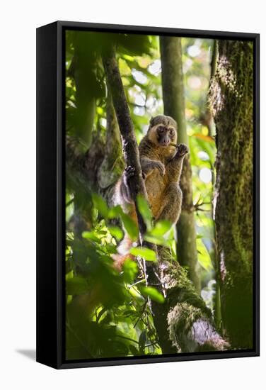 Golden Bamboo Lemur (Hapalemur Aureus) Male Eating Bamboo-Shoot-Konrad Wothe-Framed Stretched Canvas