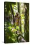 Golden Bamboo Lemur (Hapalemur Aureus) Male Eating Bamboo-Shoot-Konrad Wothe-Stretched Canvas