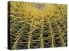 Golden Barrel Cactus, San Xavier, Arizona, USA-Jamie & Judy Wild-Stretched Canvas
