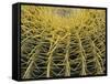 Golden Barrel Cactus, San Xavier, Arizona, USA-Jamie & Judy Wild-Framed Stretched Canvas