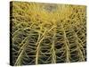 Golden Barrel Cactus, San Xavier, Arizona, USA-Jamie & Judy Wild-Stretched Canvas