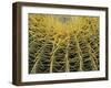 Golden Barrel Cactus, San Xavier, Arizona, USA-Jamie & Judy Wild-Framed Premium Photographic Print