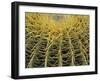 Golden Barrel Cactus, San Xavier, Arizona, USA-Jamie & Judy Wild-Framed Premium Photographic Print