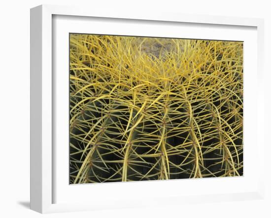 Golden Barrel Cactus, San Xavier, Arizona, USA-Jamie & Judy Wild-Framed Premium Photographic Print