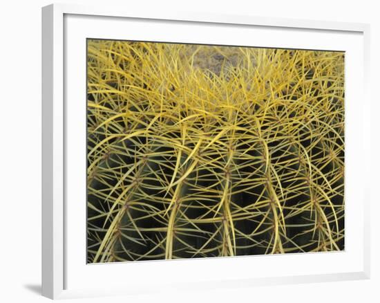 Golden Barrel Cactus, San Xavier, Arizona, USA-Jamie & Judy Wild-Framed Photographic Print