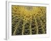 Golden Barrel Cactus, San Xavier, Arizona, USA-Jamie & Judy Wild-Framed Photographic Print