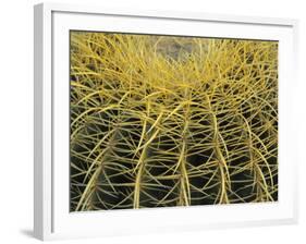 Golden Barrel Cactus, San Xavier, Arizona, USA-Jamie & Judy Wild-Framed Photographic Print