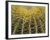 Golden Barrel Cactus, San Xavier, Arizona, USA-Jamie & Judy Wild-Framed Photographic Print