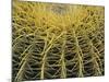 Golden Barrel Cactus, San Xavier, Arizona, USA-Jamie & Judy Wild-Mounted Photographic Print