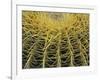 Golden Barrel Cactus, San Xavier, Arizona, USA-Jamie & Judy Wild-Framed Photographic Print