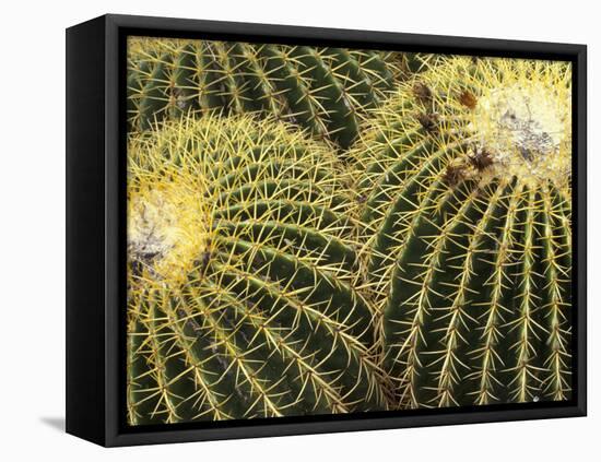 Golden Barrel Cactus, San Xavier, Arizona, USA-Jamie & Judy Wild-Framed Stretched Canvas