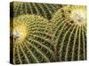 Golden Barrel Cactus, San Xavier, Arizona, USA-Jamie & Judy Wild-Stretched Canvas