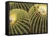 Golden Barrel Cactus, San Xavier, Arizona, USA-Jamie & Judy Wild-Framed Stretched Canvas