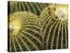 Golden Barrel Cactus, San Xavier, Arizona, USA-Jamie & Judy Wild-Stretched Canvas