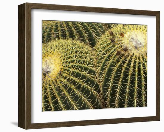 Golden Barrel Cactus, San Xavier, Arizona, USA-Jamie & Judy Wild-Framed Premium Photographic Print