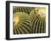 Golden Barrel Cactus, San Xavier, Arizona, USA-Jamie & Judy Wild-Framed Premium Photographic Print