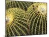 Golden Barrel Cactus, San Xavier, Arizona, USA-Jamie & Judy Wild-Mounted Premium Photographic Print