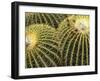 Golden Barrel Cactus, San Xavier, Arizona, USA-Jamie & Judy Wild-Framed Photographic Print