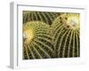 Golden Barrel Cactus, San Xavier, Arizona, USA-Jamie & Judy Wild-Framed Photographic Print