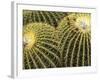 Golden Barrel Cactus, San Xavier, Arizona, USA-Jamie & Judy Wild-Framed Photographic Print