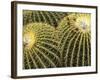 Golden Barrel Cactus, San Xavier, Arizona, USA-Jamie & Judy Wild-Framed Photographic Print