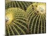 Golden Barrel Cactus, San Xavier, Arizona, USA-Jamie & Judy Wild-Mounted Photographic Print