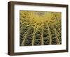 Golden Barrel Cactus, San Xavier, Arizona, USA-Jamie & Judy Wild-Framed Photographic Print