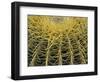 Golden Barrel Cactus, San Xavier, Arizona, USA-Jamie & Judy Wild-Framed Photographic Print