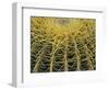 Golden Barrel Cactus, San Xavier, Arizona, USA-Jamie & Judy Wild-Framed Photographic Print