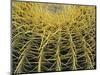 Golden Barrel Cactus, San Xavier, Arizona, USA-Jamie & Judy Wild-Mounted Photographic Print