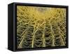 Golden Barrel Cactus, San Xavier, Arizona, USA-Jamie & Judy Wild-Framed Stretched Canvas