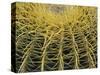 Golden Barrel Cactus, San Xavier, Arizona, USA-Jamie & Judy Wild-Stretched Canvas