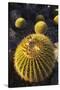 Golden Barrel Cactus-DLILLC-Stretched Canvas