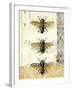 Golden Bees n Butterflies No 1-Katie Pertiet-Framed Art Print