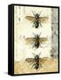 Golden Bees n Butterflies No 1-Katie Pertiet-Framed Stretched Canvas