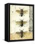 Golden Bees n Butterflies No 1-Katie Pertiet-Framed Stretched Canvas